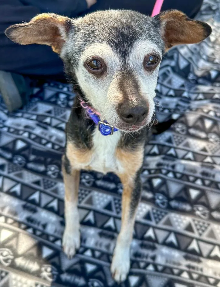 Ms. Poppins thumbnail 4