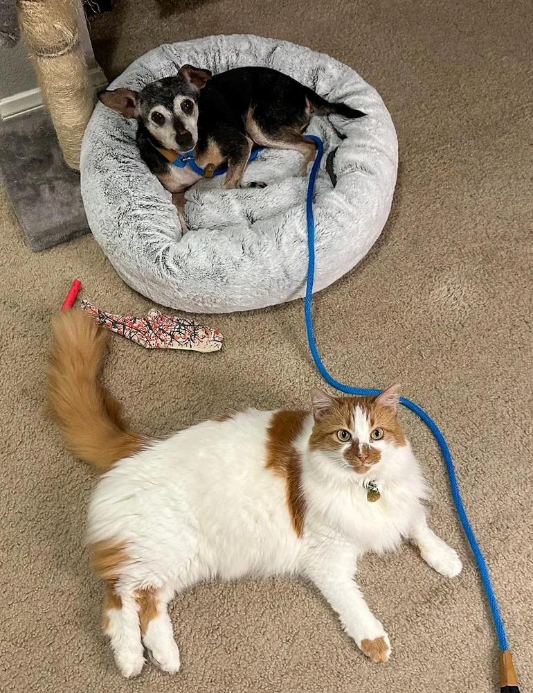 Ms. Poppins thumbnail 5