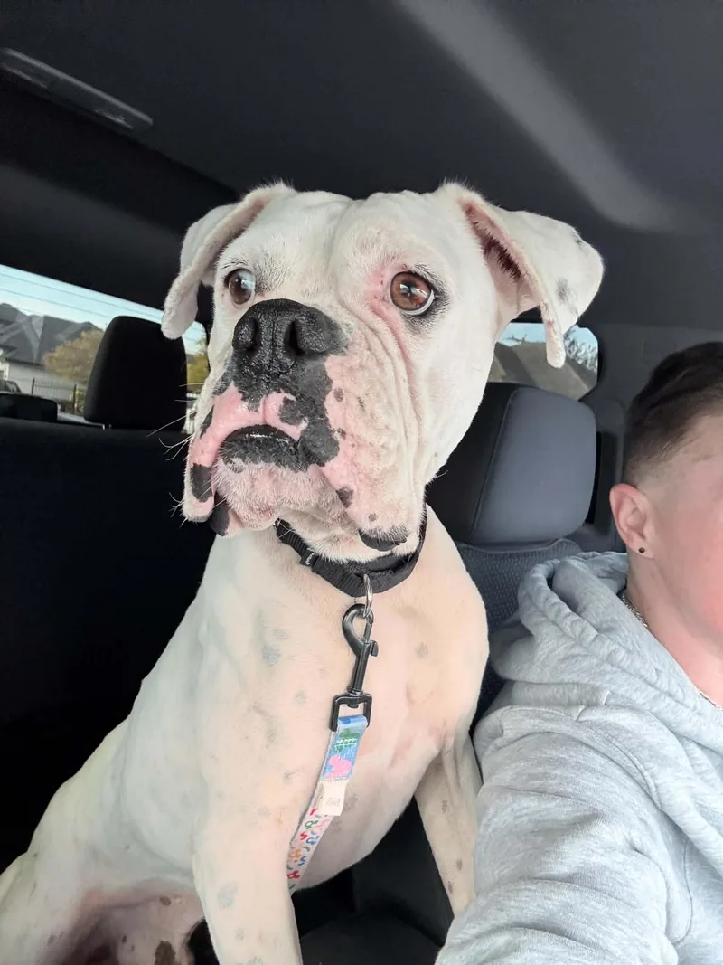 A young large-sized male Boxer dog named Freddie for adoption in Monticello, NY
