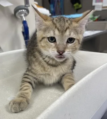 A baby small-sized male Domestic Short Hair cat named Achilles for adoption in Westland, MI