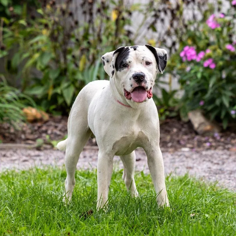 An adult large-sized male American Bulldog dog named Boogs for adoption in Council Bluffs, IA