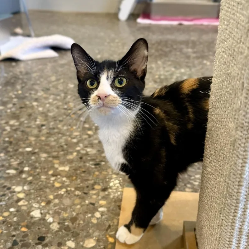 A baby small-sized female Black Domestic Short Hair cat named Gwen for adoption in Louisville, KY