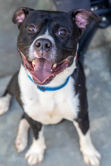 An adult large-sized male Mixed Breed dog named Donald for adoption in Chamblee, GA