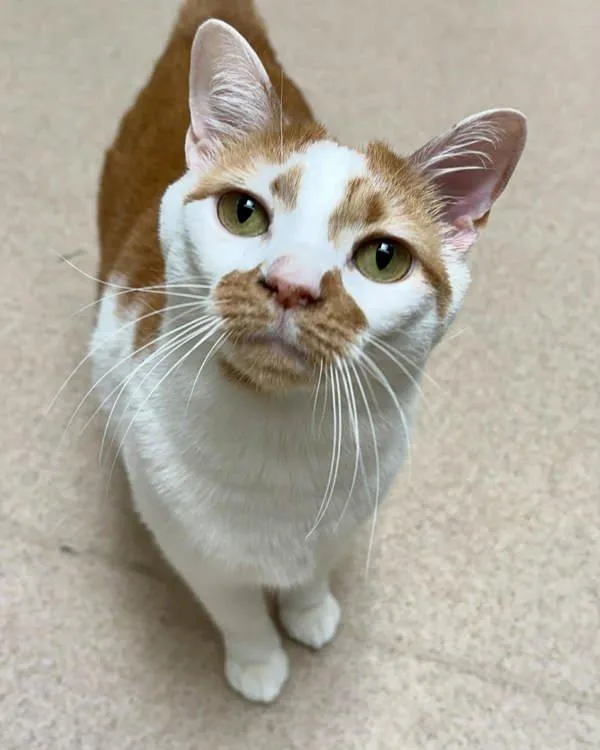 An adult small-sized male Domestic Short Hair cat named Shannon for adoption in Novato, CA