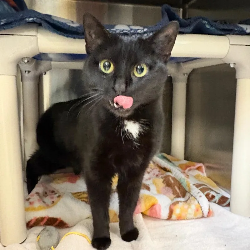 Juliette thumbnail 2