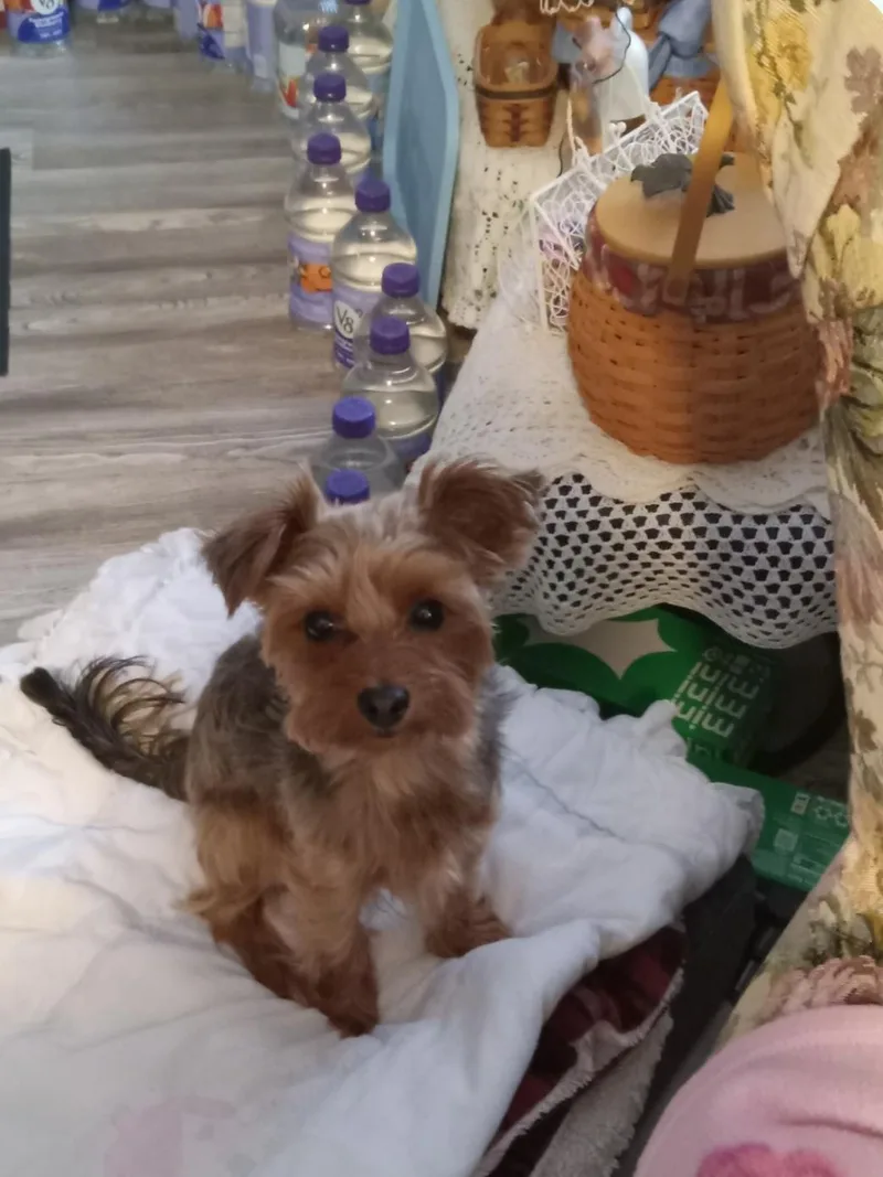 An adult small-sized male Cairn Terrier dog named Winston for adoption in Cuyahoga Falls, OH