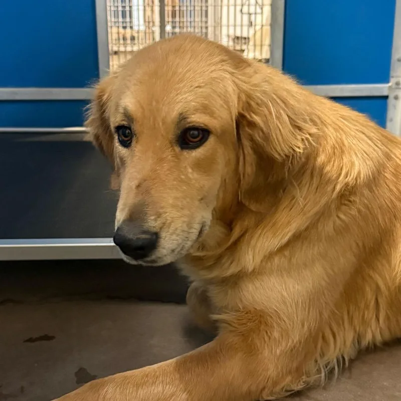 An adult large-sized female Golden Retriever dog named Freckles for adoption in Flagstaff, AZ