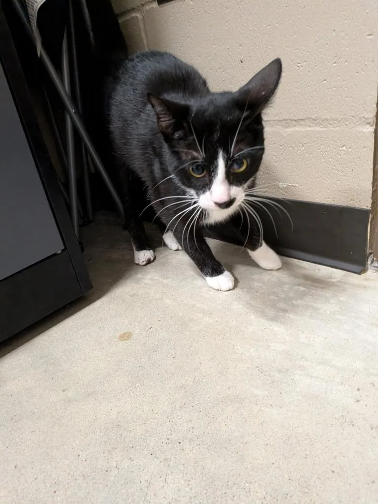A young large-sized male Domestic Short Hair cat named Andy for adoption in Huntsville, TX