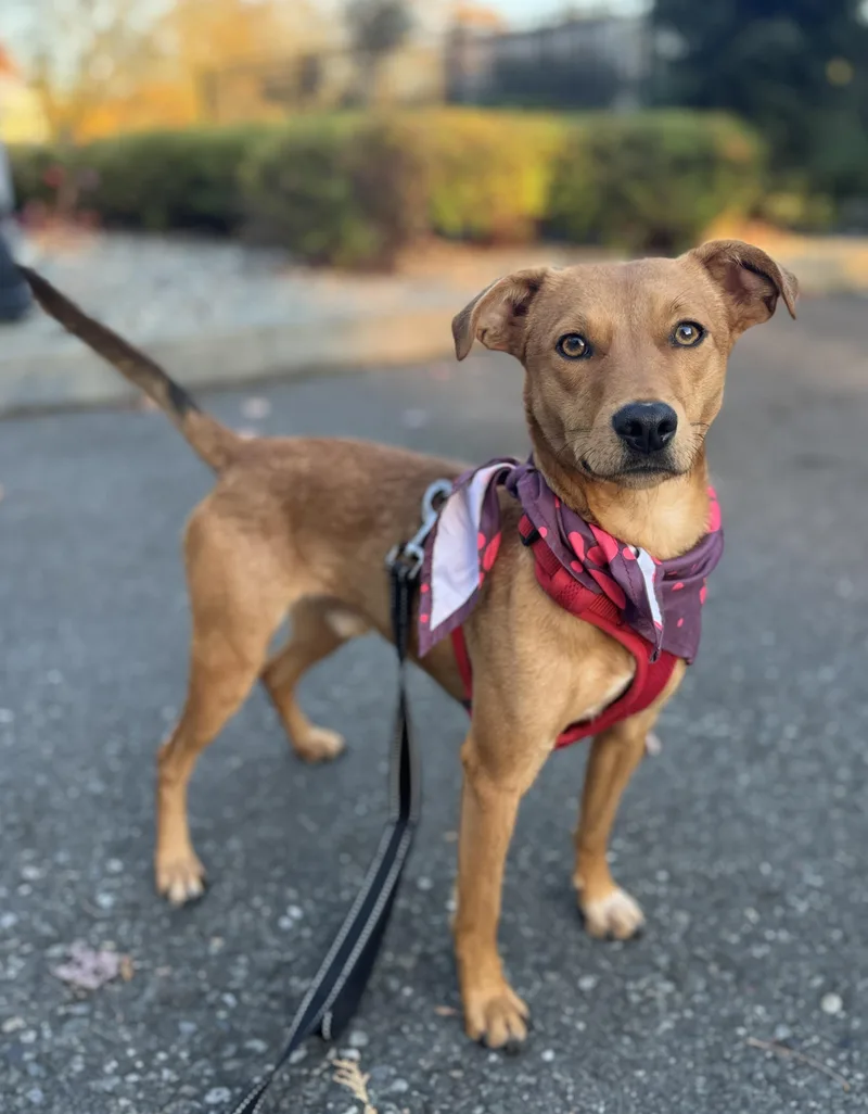 A young small-sized male Chihuahua dog named Morty for adoption in lynnwood , WA