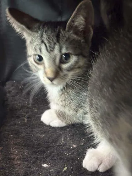 A baby small-sized male Domestic Short Hair cat named Mochi for adoption in Memphis, TN
