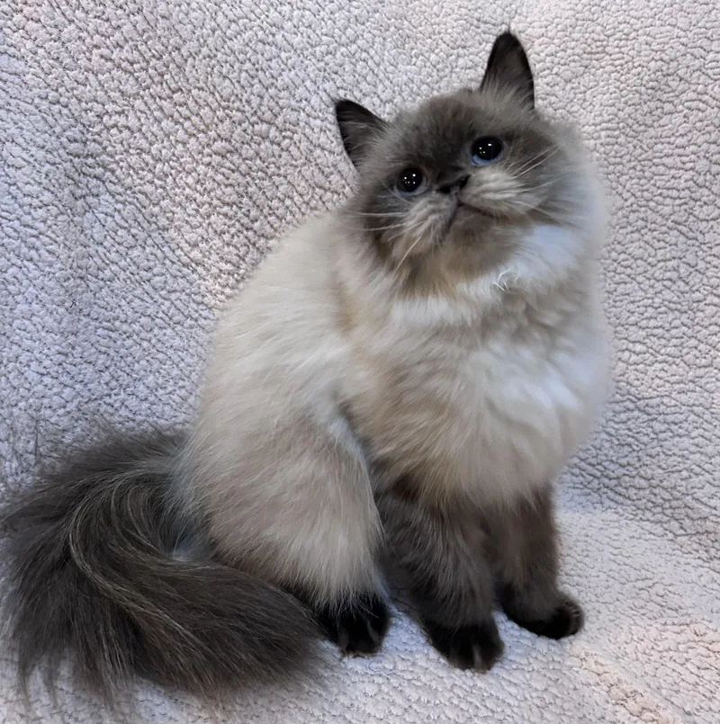 An adult medium-sized female Seal Point Himalayan cat named Moucha for adoption in Allentown, NJ