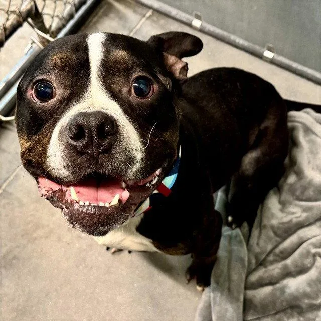 An adult medium-sized male American Bulldog dog named Bruni for adoption in Tavares, FL