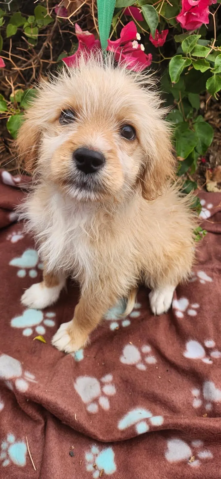 A young small-sized male Yellow / Tan / Blond / Fawn Goldendoodle dog named Flint for adoption in Torrance, CA