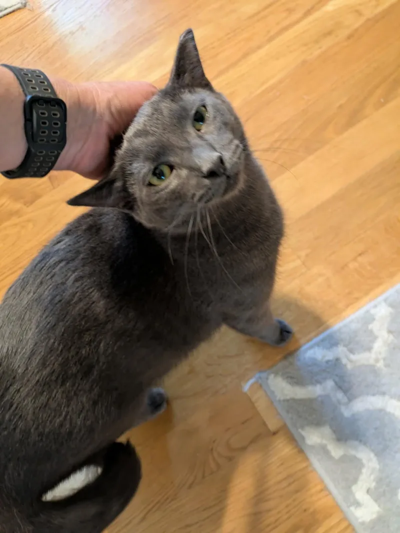 Bradford thumbnail 2