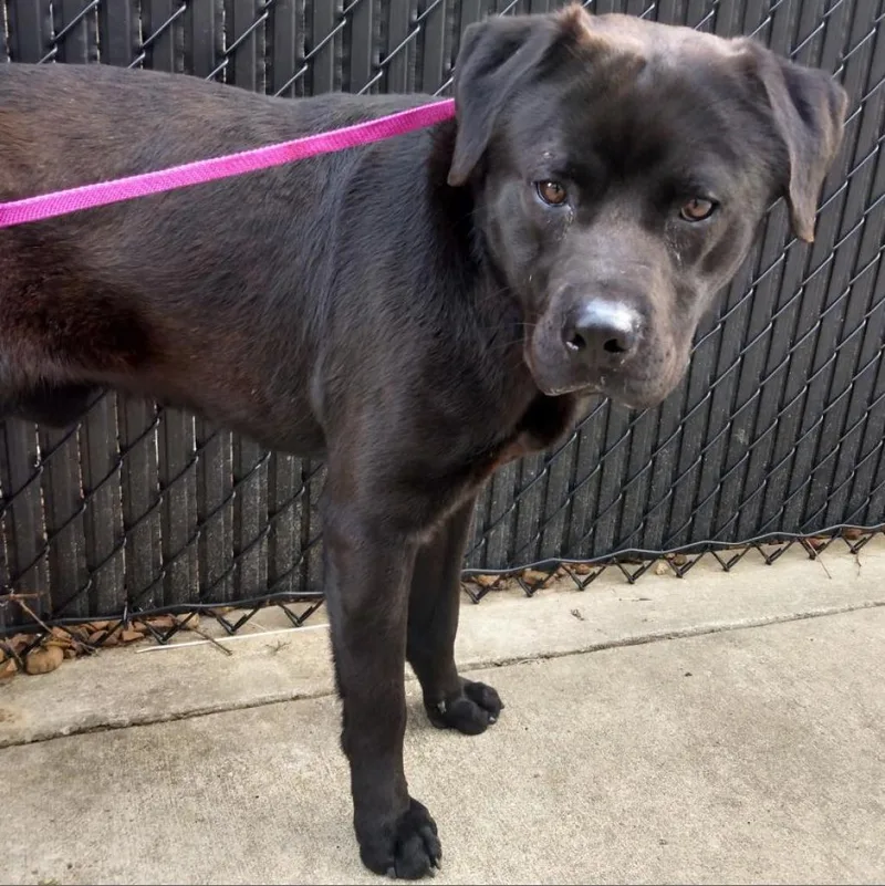 An adult large-sized male Black Mixed Breed dog named Alex for adoption in Memphis, TN