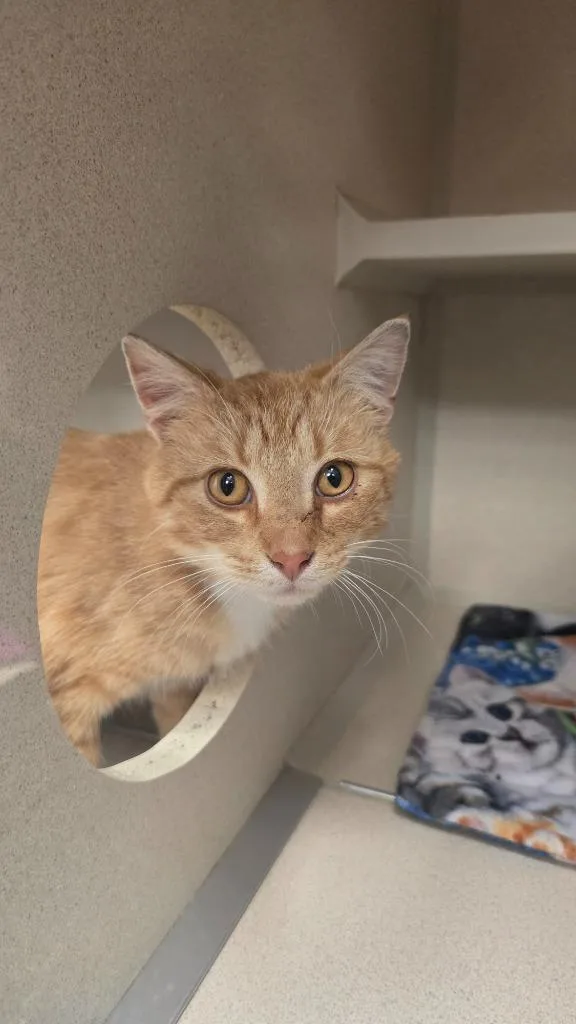 An adult medium-sized male Orange & White Domestic Short Hair cat named Clawd for adoption in Webster City, IA