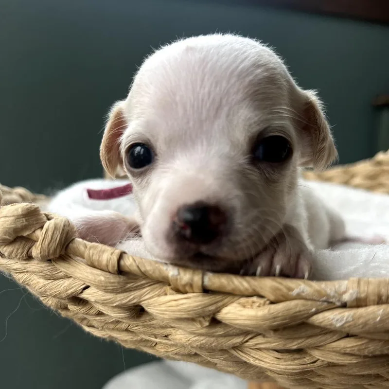 A baby small-sized female White / Cream Chihuahua dog named Violet_ for adoption in San Diego, CA