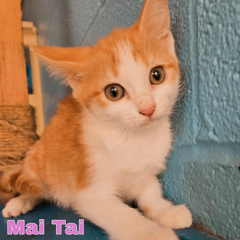 A baby small-sized female Domestic Medium Hair cat named Mai Tai for adoption in Boston, KY