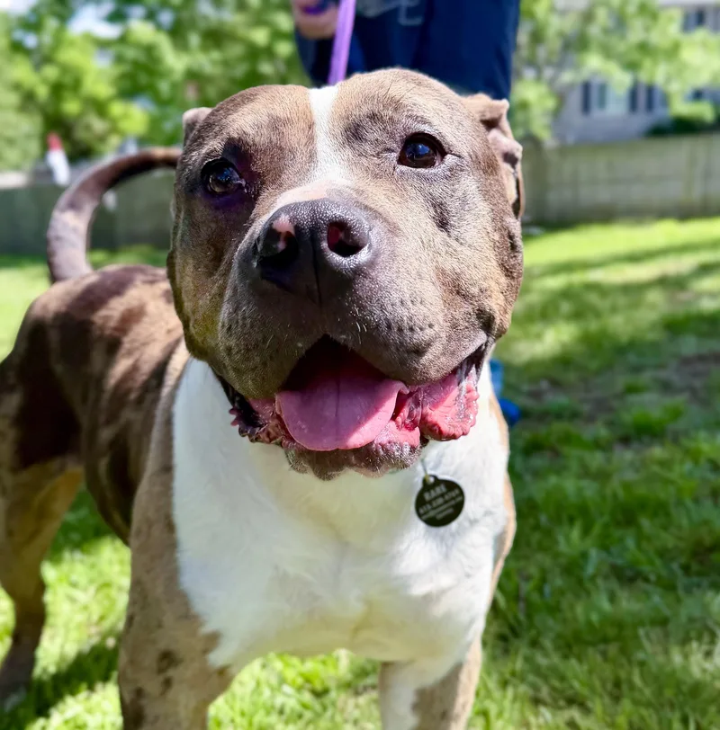 A young medium-sized male Merle (Blue) Pit Bull Terrier dog named Meatball for adoption in Franklin, TN