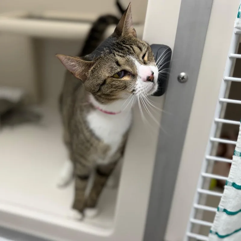 A young medium-sized female Brown / Chocolate Domestic Short Hair cat named Ashley for adoption in Sarasota, FL