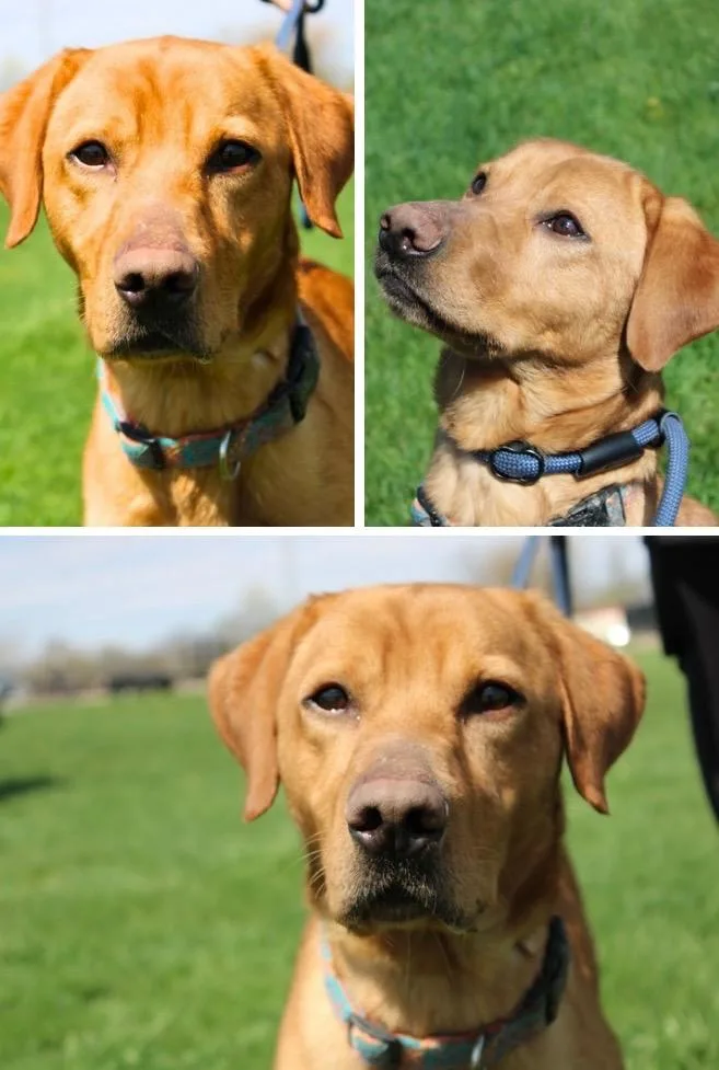 A young large-sized male Labrador Retriever dog named Cheezit for adoption in Pierceton, IN