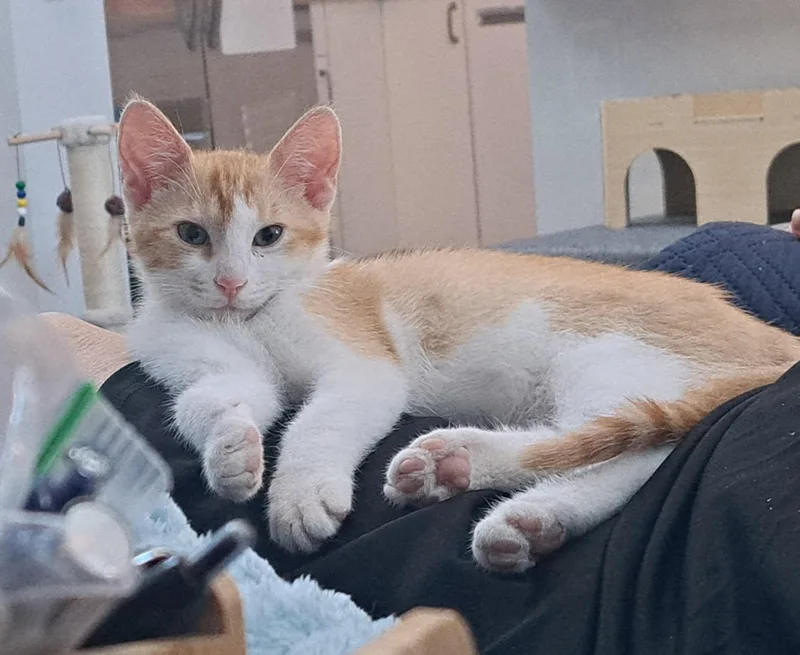 A baby medium-sized male Orange & White Tabby cat named Copper for adoption in San Jose, CA