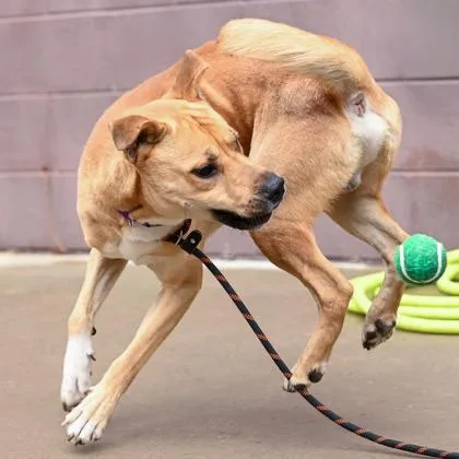 An adult large-sized male Mixed Breed dog named Maximillian for adoption in Chamblee, GA