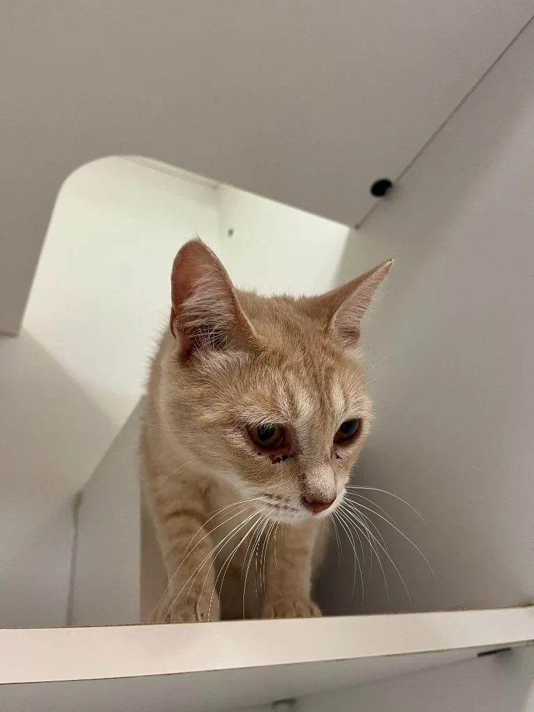 Cat Condo thumbnail 3