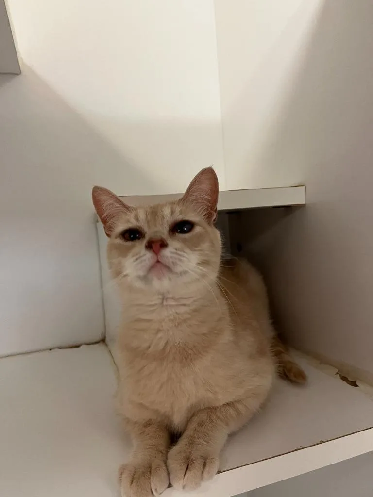 Cat Condo thumbnail 5