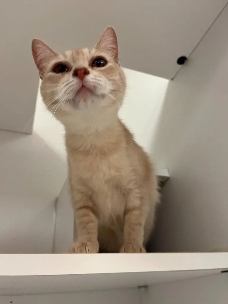 Cat Condo thumbnail 6