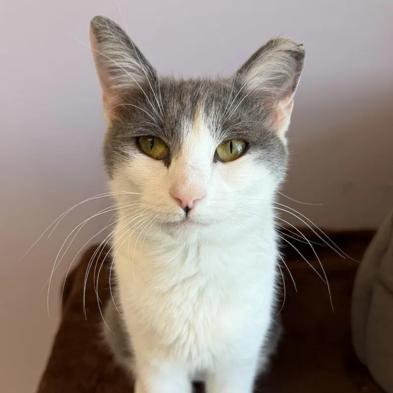 A young medium-sized female Gray & White Domestic Short Hair cat named Carrie for adoption in Cooperstown, NY