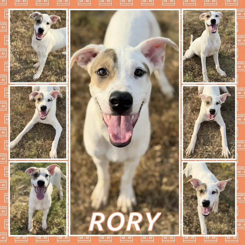 A young medium-sized male Hound dog named Rory for adoption in Fort Smith, AR