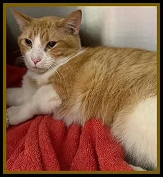An adult medium-sized male Domestic Short Hair cat named Bruce for adoption in Peoria, IL