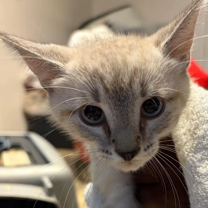 A baby small-sized female Gray / Blue / Silver Domestic Short Hair cat named Dill for adoption in Waldorf, MD