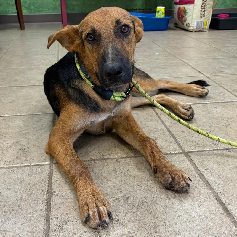A young small-sized male Black Shepherd dog named Fred for adoption in Palestine, TX