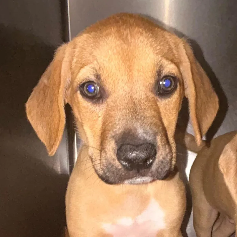 A baby small-sized male Yellow / Tan / Blond / Fawn Mixed Breed dog named Eduardo for adoption in Charleston, WV