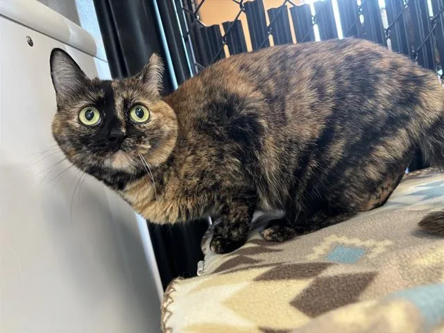 An adult large-sized female Domestic Short Hair cat named Pepper for adoption in Palmetto, FL