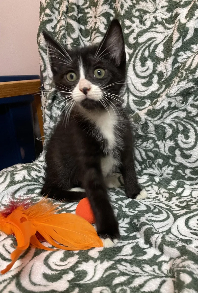 A baby medium-sized male Black & White / Tuxedo Domestic Medium Hair cat named Padre for adoption in Stover, MO