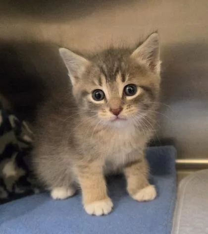 A baby small-sized female Domestic Short Hair cat named Melinda for adoption in Westland, MI