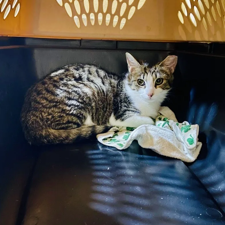 Purrsimmen thumbnail 2