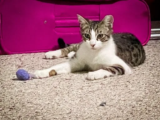 Purrsimmen thumbnail 3