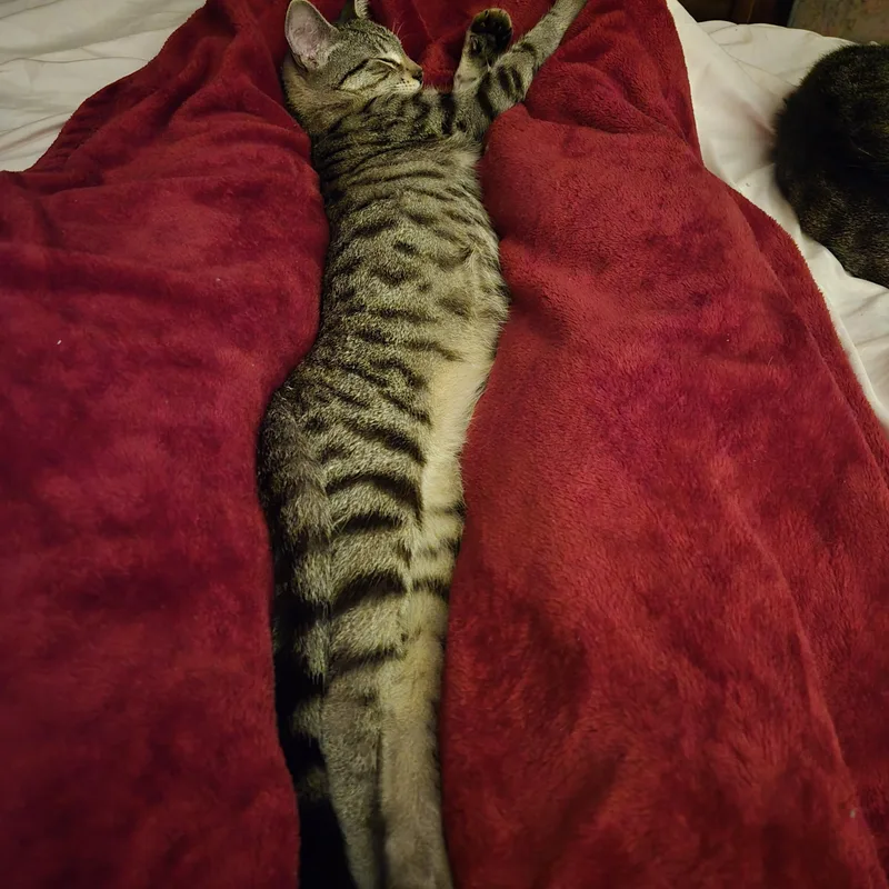 Tiger Millionaire thumbnail 2