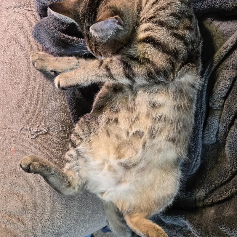 Tiger Millionaire thumbnail 3