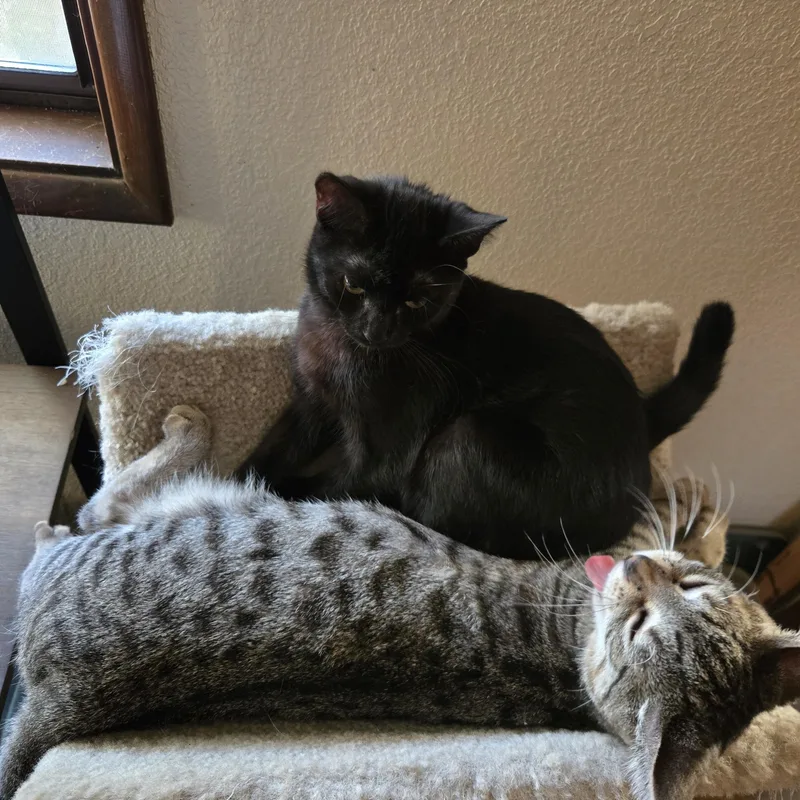 Tiger Millionaire thumbnail 4