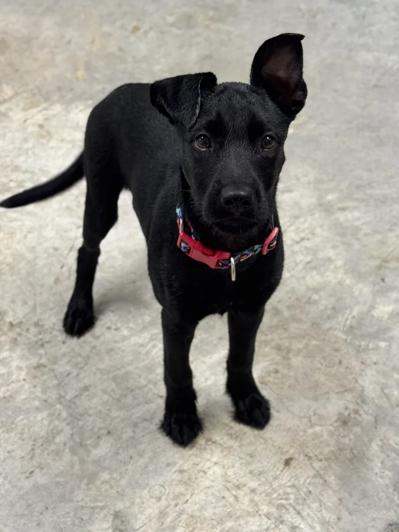 A young medium-sized female Black Terrier dog named Shadow for adoption in Kenedy, TX