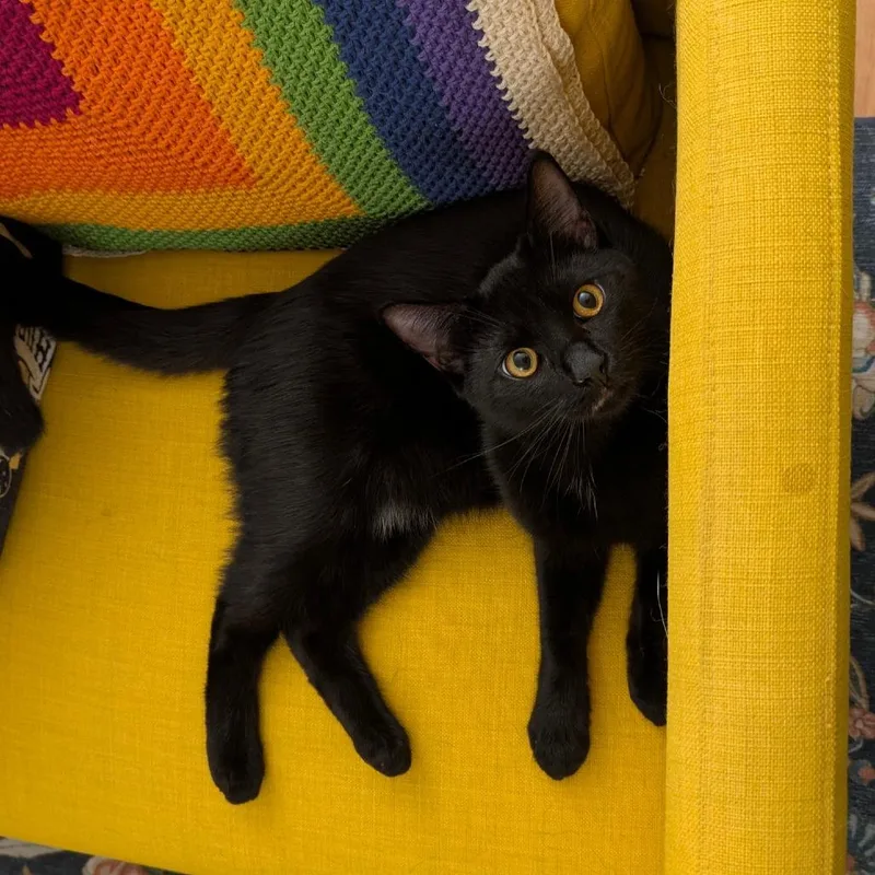 An adult medium-sized male Black Domestic Short Hair cat named Saber for adoption in Long Beach, CA