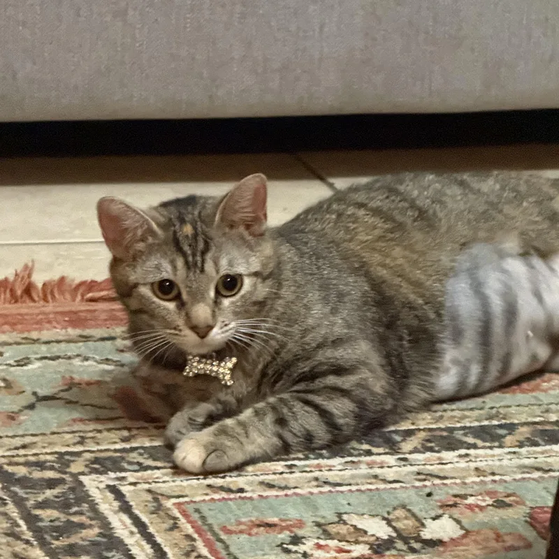 An adult medium-sized female Tabby (Brown / Chocolate) Domestic Short Hair cat named Hira for adoption in Pearland, TX