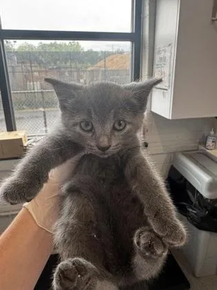 A baby small-sized female Domestic Short Hair cat named Tien for adoption in West Chester, PA