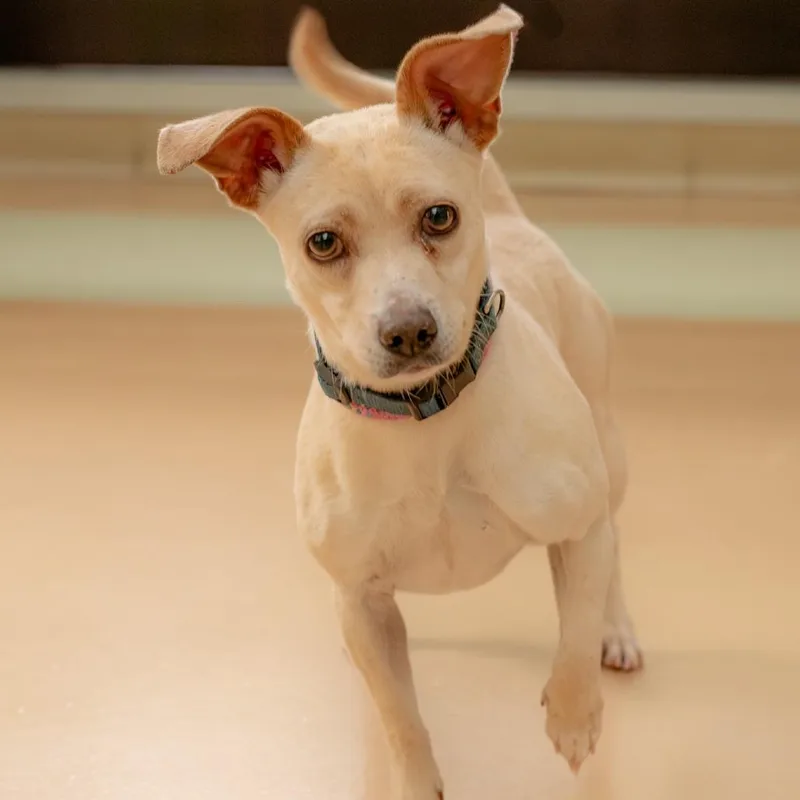 An adult small-sized female Yellow / Tan / Blond / Fawn Mixed Breed dog named Gatsby for adoption in Summerfield, NC