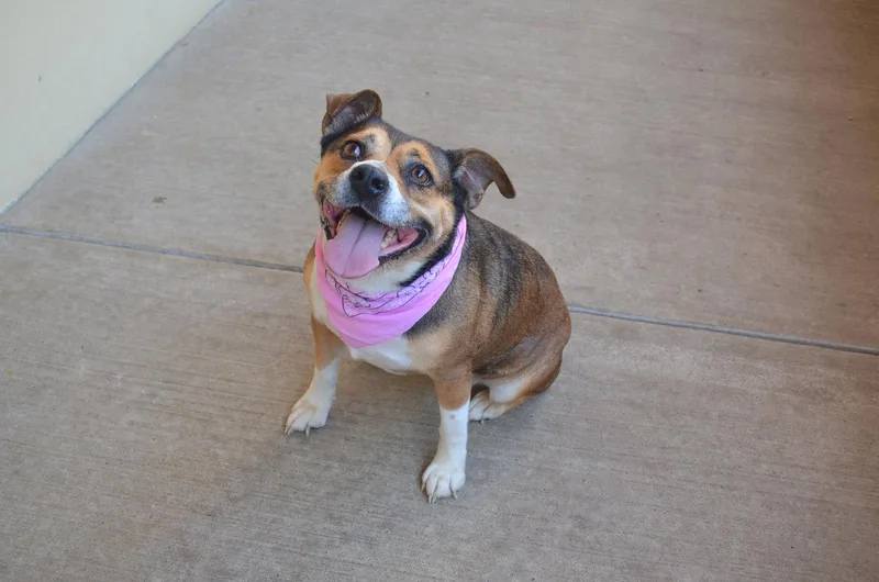 A young medium-sized female Mixed Breed dog named Pup Cup for adoption in McKinney, TX